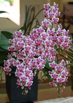 pink and white flowers are in a black vase on a table next to a green plant