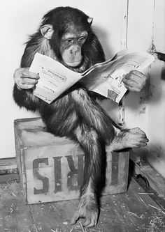 a chimpan sitting on top of a box reading a newspaper while holding something in his hand