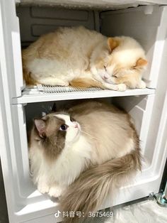 two cats laying on top of each other in a white shelf with the door open