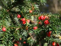 red berries are growing on the branches of a tree