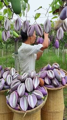 a man standing next to two baskets filled with purple fruit