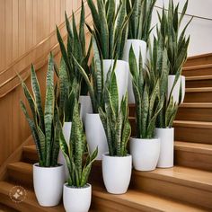 Snake Plants Snake Plants, Diy Plants, Snake Plant, Diy Garden, Indoor Plants, Plants, Nature