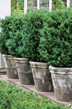 four large potted plants are lined up on the side of a house with windows in the background