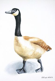 a watercolor painting of a duck on a white background