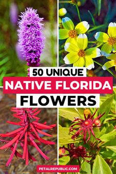 flowers with the words 50 unique native florida flowers