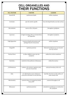 cell organelles and their functions worksheet with pictures on the diagram below