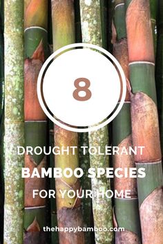 bamboo stalks with the text 8 brought tolerantt bamboo species for your home