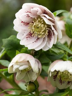 three pink flowers with green leaves in the foreground and one white flower on the right