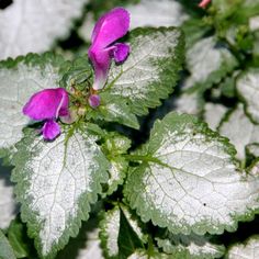 a purple flower with green leaves in the foreground and white foliage on the background