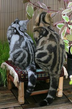 two cats are sitting on a chair looking at each other