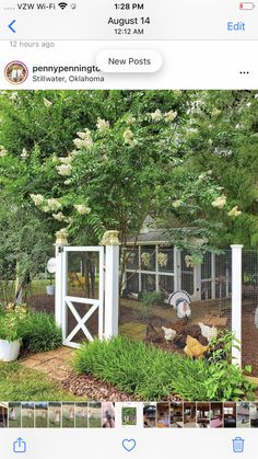 an instagram photo of a chicken coop in the yard with chickens and flowers around it