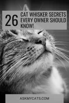 a cat with its eyes closed and the caption says, 26 cat whisker secrets every owner should know