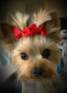 a small dog with a red bow on it's head looking at the camera