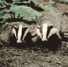 two badgers standing next to each other in the dirt