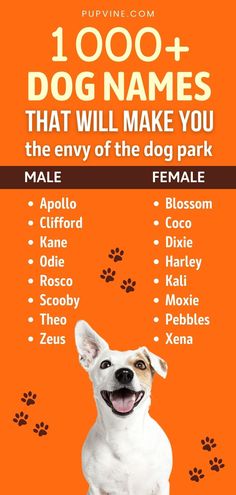 a dog with its paw prints on it's chest and the words, 100 + dog names that will make you the envy of the dog park