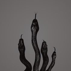 an image of a snake crawling out of the top of a tree branch in black and white