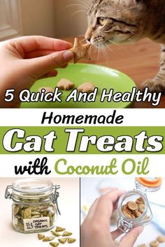 cat treats with coconut oil are the best way to get rid from fleas and tickes