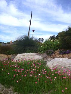 pink flowers are growing on the rocks and grass