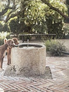 two dogs are drinking water from a fountain