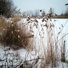 snow covered grass and weeds in the foreground