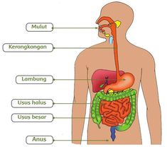 diagram of the human body organs labeled in english