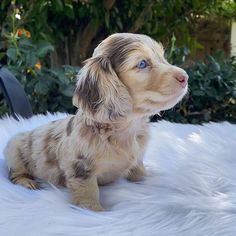 a small puppy sitting on top of a white fur covered floor