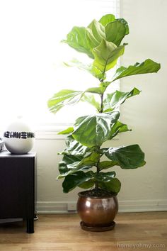 a potted plant sitting on top of a hard wood floor next to a window