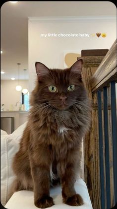 a brown cat sitting on top of a bed next to a white pillow and wooden railing