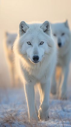 two white wolfs walking in the snow with their eyes open and one looking at the camera