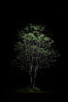 a lone tree in the dark with no leaves on it's branches at night