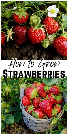 how to grow strawberries in the garden