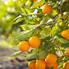 an orange tree with lots of ripe oranges hanging from it's branches and leaves