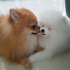 two small dogs sitting next to each other on top of a white table and one dog has its mouth open