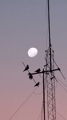 three birds sitting on top of power lines under the moon and stars in the sky