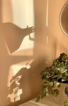 a potted plant sitting on top of a table next to a wall mounted mirror