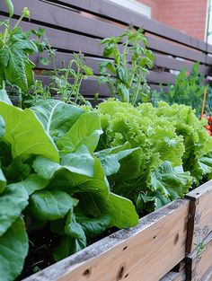 Edible Plants: Lush Leafy Greens in Wooden Containers Planter Balcony, Balcony Garden Ideas, Green Lettuce, Wooden Containers, Railing Planters