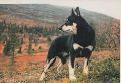 a black and white dog standing on top of a grass covered hillside