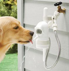 a dog drinking water from a faucet mounted to the side of a house