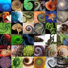 many different pictures of sea animals and their spirals are shown in this collage