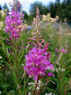 purple flowers are blooming in the field