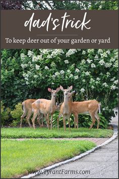 three deer standing next to each other in the grass