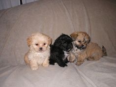 three small dogs sitting on top of a couch