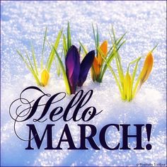 the words hello march written in snow with crocsants and tulips