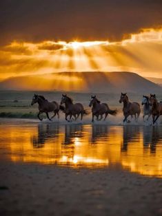 a group of horses running on the beach at sunset with sunbeams in the background