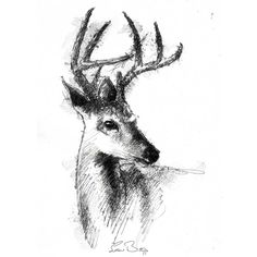 a black and white drawing of a deer with antlers on it's head