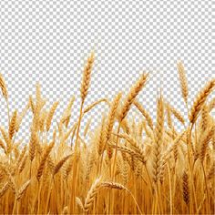 a field of wheat on a clear day