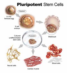 Stem cells. Absolutely incredible. The possibilities are truly endless with these unspecialized cells.  http://YourWorldSimplified.com Pluripotent Stem Cells, Embryonic Stem Cells, Cells Science, Cell Metabolism, Cells Worksheet, Plant Cells, What Is Stem