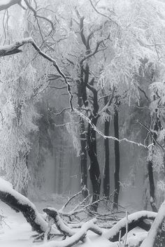 a black and white photo of trees covered in snow