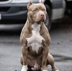 a brown and white pitbull sitting on the ground in front of a car