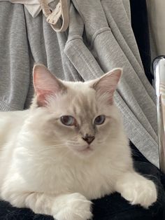 a white cat sitting on top of a black chair